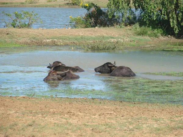 Hippopotamus Emlős Állat Víziló — Stock Fotó