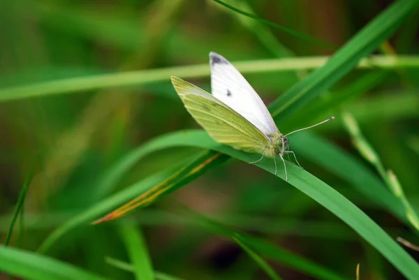 生息地での蝶のクローズアップ野生の概念は — ストック写真