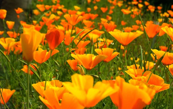 Primavera Risveglio Fiore Tulipano — Foto Stock