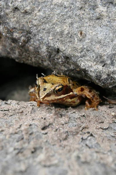 frog, amphibian pond animal
