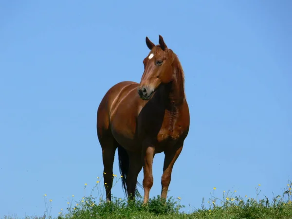 Hästar Utomhus Dagen — Stockfoto