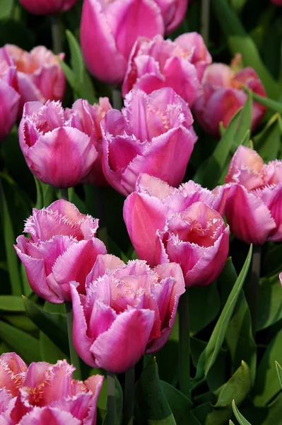 Belles Fleurs Tulipes Pétales Flore — Photo