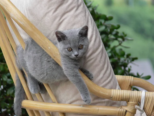 Portrait Cute Cat — Stock Photo, Image