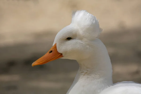 鳥を見るショット 野生の自然でアヒル — ストック写真