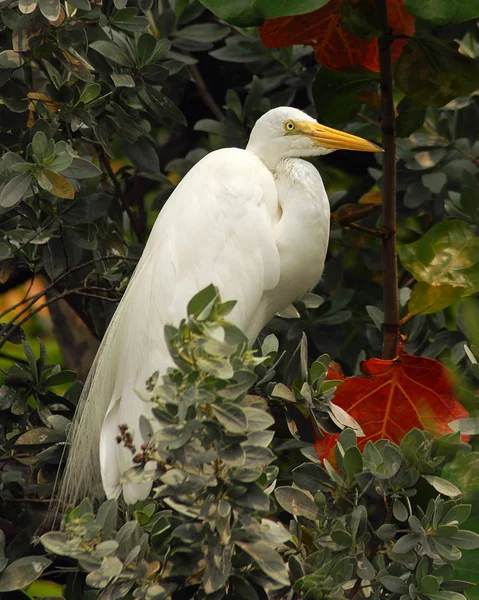 Vista Panorâmica Dos Pássaros Egrets Natureza — Fotografia de Stock