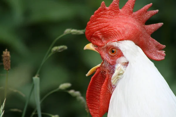 Festői Kilátás Gyönyörű Madár Természetben — Stock Fotó