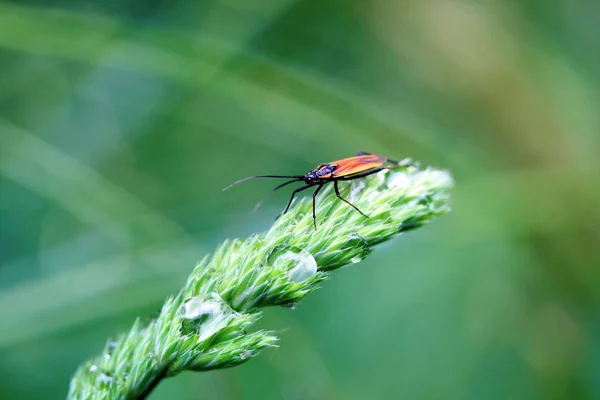 Close Bug Natureza Selvagem — Fotografia de Stock