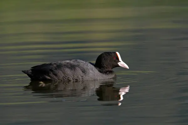 Festői Kilátás Gyönyörű Madár Természetben — Stock Fotó