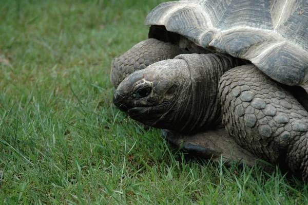 Primo Piano Degli Animali Allo Zoo — Foto Stock