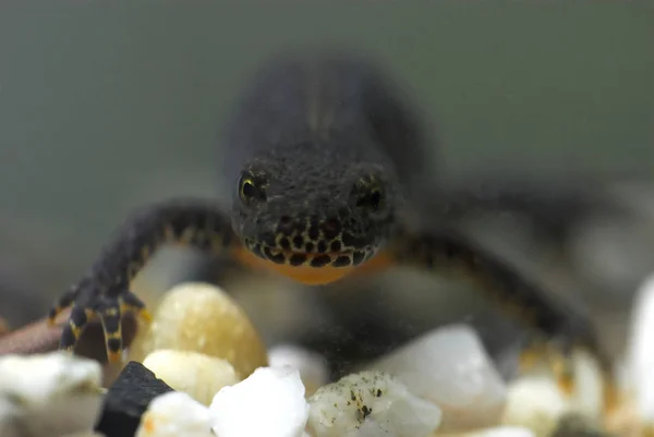 Salamandra Jaszczurka Gady — Zdjęcie stockowe