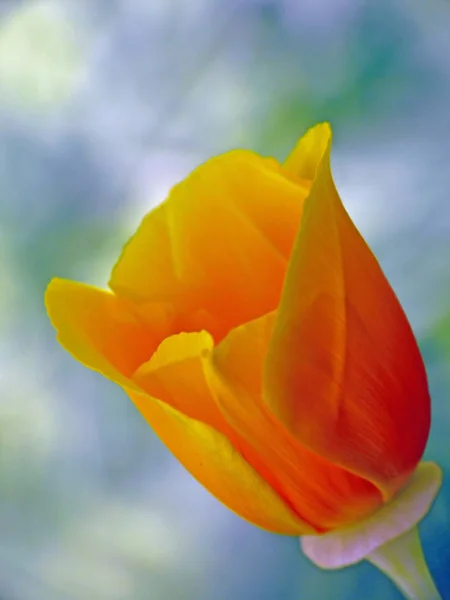 Fleur État Pavot Californien Nthe Californian Poppy Even Gelber Mohn — Photo