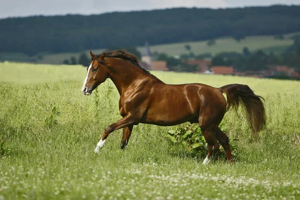 Copper Colored Stallion Shooting Yesterday — Stock Photo, Image