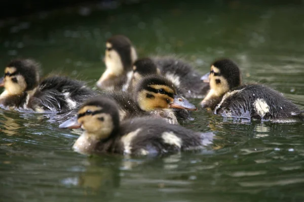 Schilderachtig Uitzicht Van Schattige Wilde Eend Natuur — Stockfoto