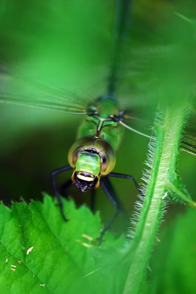 Vue Macro Rapprochée Insecte Libellule — Photo