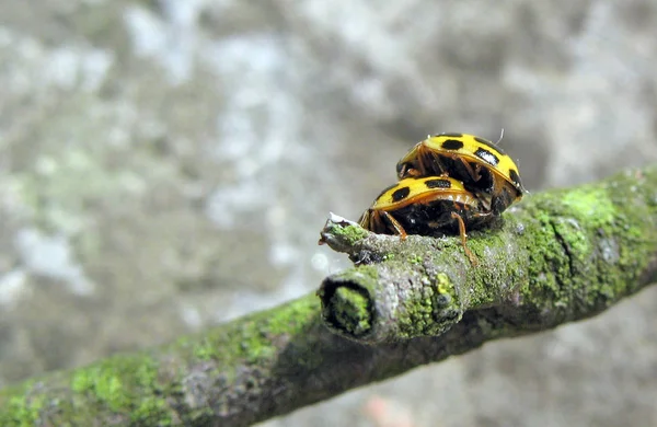 Close Van Een Insect Wilde Natuur — Stockfoto