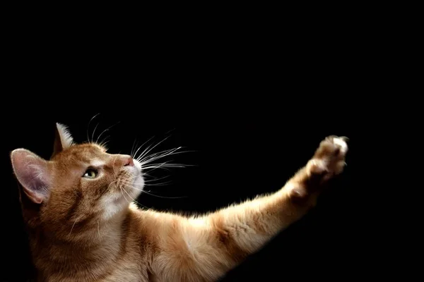Παιχνιδιάρικο Και Αστείο Έννοια Γάτα Ζώο Κατοικίδιο Ζώο — Φωτογραφία Αρχείου