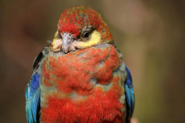 자연계의 아름다운 앵무새의 — 스톡 사진