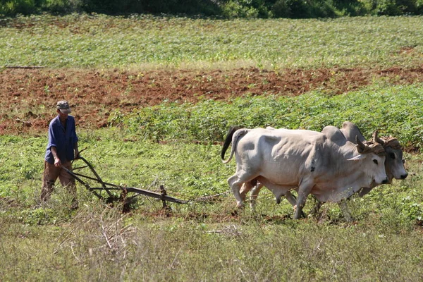 Ploughing Oxen Cuba — Stock Photo, Image