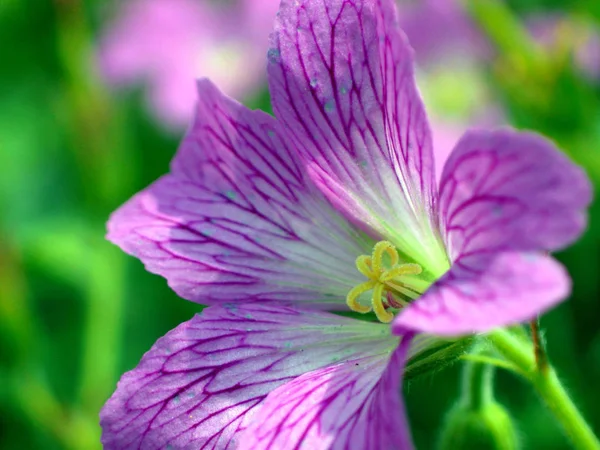 Cranesbill Violeta Roxo Flores Pétalas Flora — Fotografia de Stock