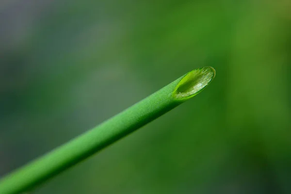 Grönt Gräs Med Vattendroppar Bladet — Stockfoto