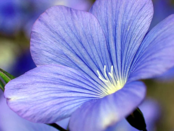 Bellissimi Fiori Sfondo Concetto Floreale — Foto Stock