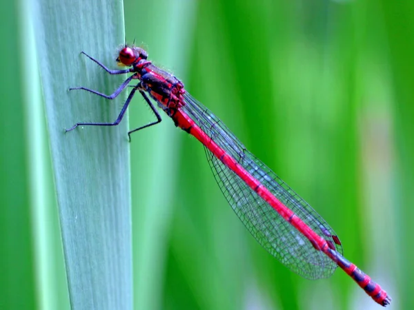 Insecte Libellule Nature Entomologie — Photo