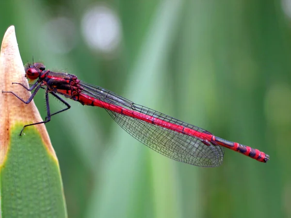 Vue Macro Rapprochée Insecte Libellule — Photo