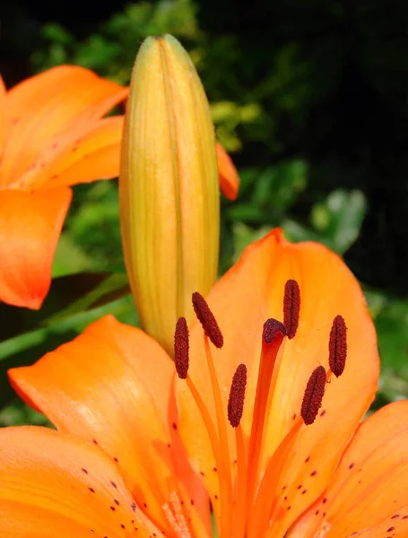 Closeup View Beautiful Lily Flower — Stock Photo, Image