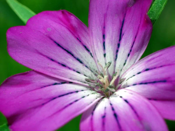 Bellissimi Fiori Sfondo Concetto Floreale — Foto Stock