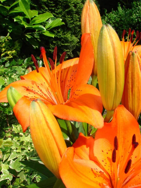 美しいユリの花の近景 — ストック写真