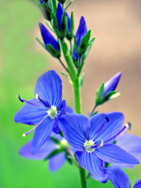 Botanisk Skott Naturliga Tapeter — Stockfoto