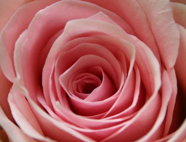 Rose Tutte Varietà Sono Semplicemente Qualcosa Bello — Foto Stock