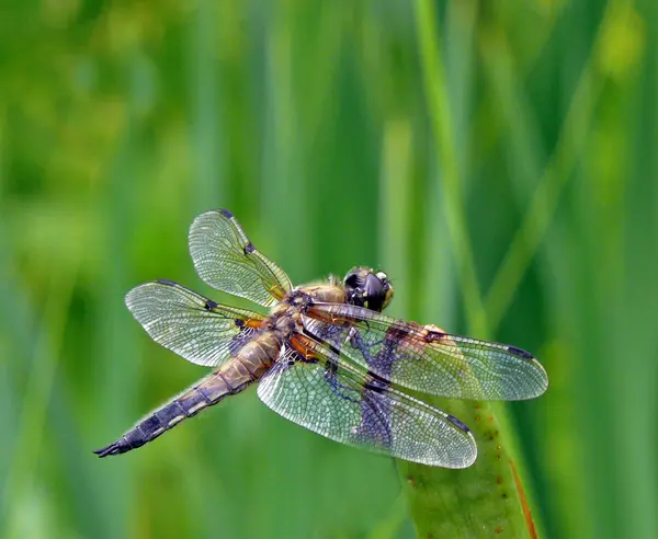 Odonata Λιβελούλα Στη Χλωρίδα Της Φύσης — Φωτογραφία Αρχείου