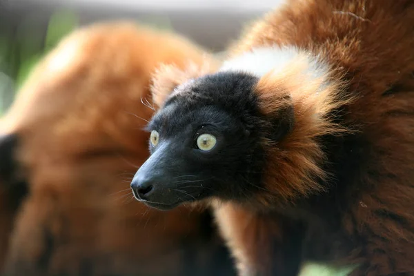 Ces Rares Lémuriens Encore Dans Madagascar — Photo