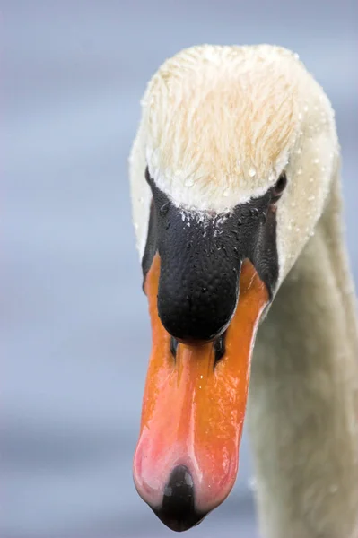 Pássaro Cisne Animais Selvagens — Fotografia de Stock
