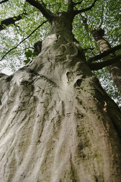 Kora Pnia Drzewa Drewno Drewniane — Zdjęcie stockowe