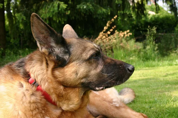 Retrato Lindo Perro — Foto de Stock