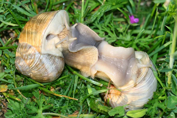 Elica Mollusco Chiocciola Animale Guscio — Foto Stock