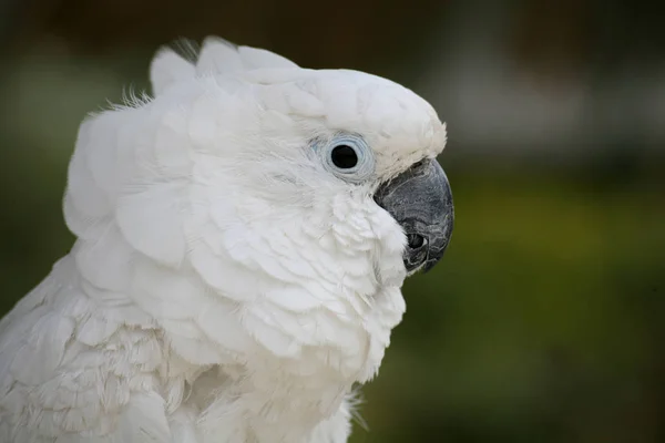 Scenic View Beautiful Parrot Nature — Stock Photo, Image