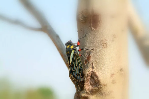 Close Bug Natureza Selvagem — Fotografia de Stock