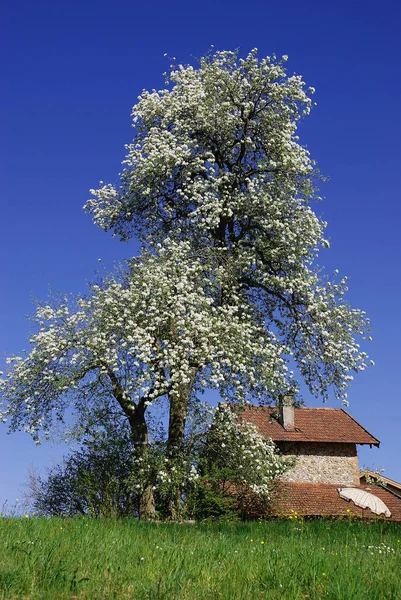 Free State Bavaria Landlocked State Germany — Stock Photo, Image