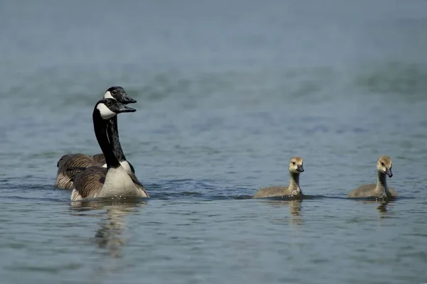 大自然における鳥類の景観 — ストック写真