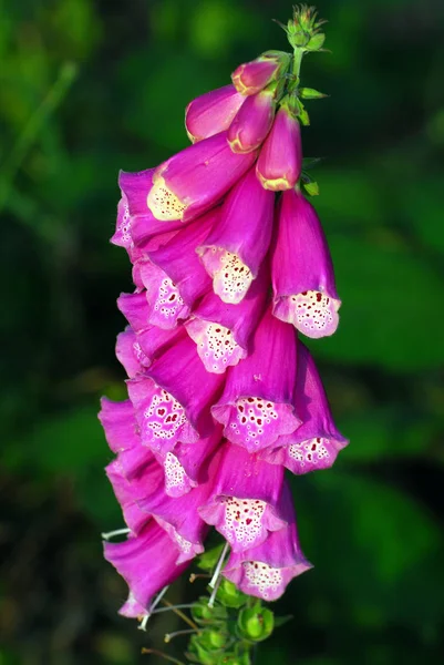 Digitalis Morgonen Ljus — Stockfoto