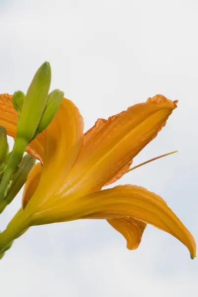 Piękne Botaniczne Ujęcie Naturalna Tapeta — Zdjęcie stockowe