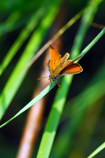 Gros Plan Papillon Dans Habitat Concept Sauvagerie — Photo