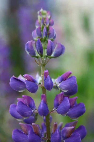 Schilderachtig Uitzicht Prachtige Lupine Bloem — Stockfoto