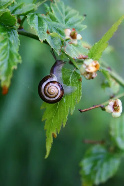 Slimy Slug Snail Crawler — Stock Photo, Image