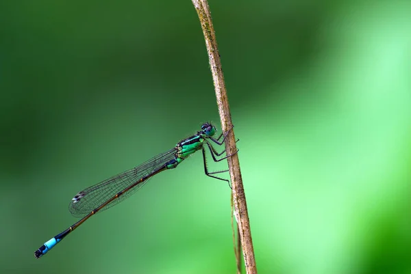 Natureza Inseto Libélula Odonata Voar — Fotografia de Stock