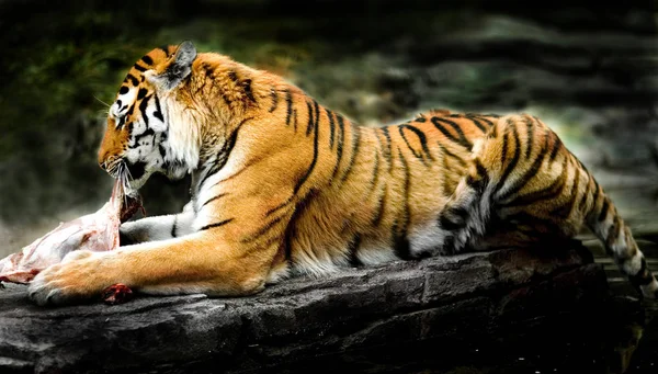 Predatore Gatto Selvatico Animale Tigre Strisce — Foto Stock