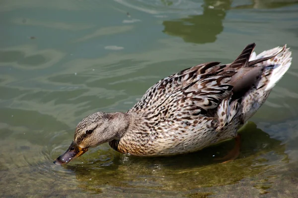 Vacker Utsikt Över Vacker Fågel Naturen — Stockfoto